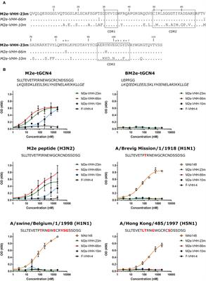 Selective Engagement of FcγRIV by a M2e-Specific Single Domain Antibody Construct Protects Against Influenza A Virus Infection